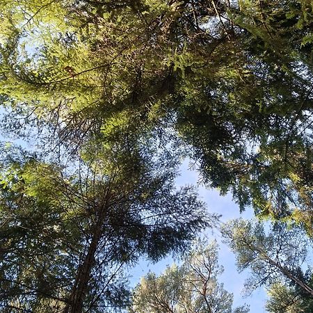 Cairngorm Lodges Aboyne Bagian luar foto